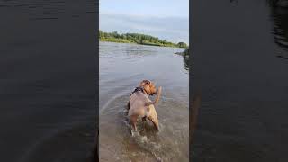 bober #americanbully #bullyxl #music #spacerzpsem #doglife #pets #fun #river #water #sandomierz