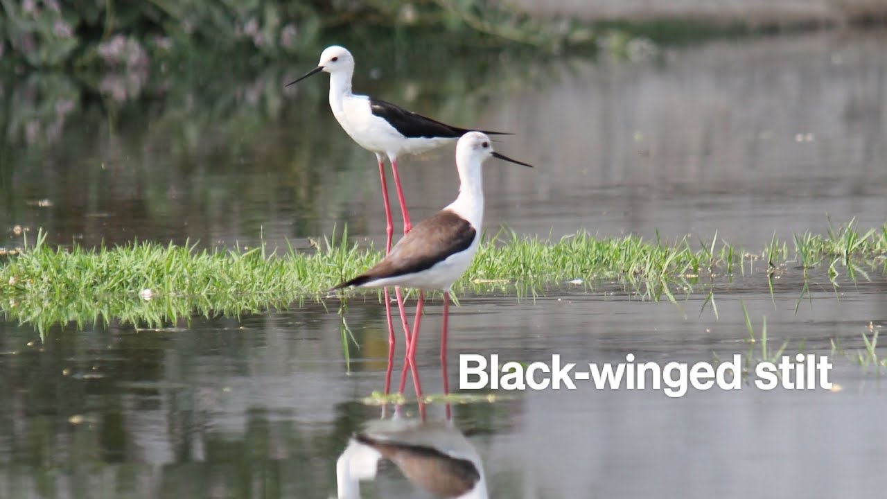 Black-winged stilt|| original sound|| water birds
