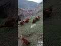 tavukların akşam sefası1😆
