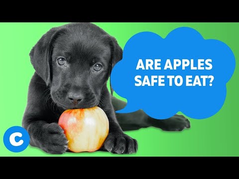 can i feed my puppy apples