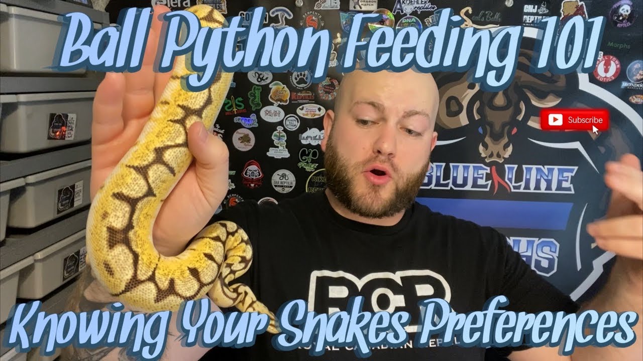 Ball Python Feeding 101 || Know Your Snakes As Individuals For Optimal ...