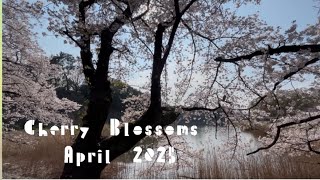 さくら🌸 Cherry Blossoms