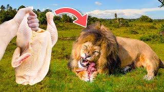 Big Cats Crunch Thanksgiving Turkeys ! Lions & Tigers !!