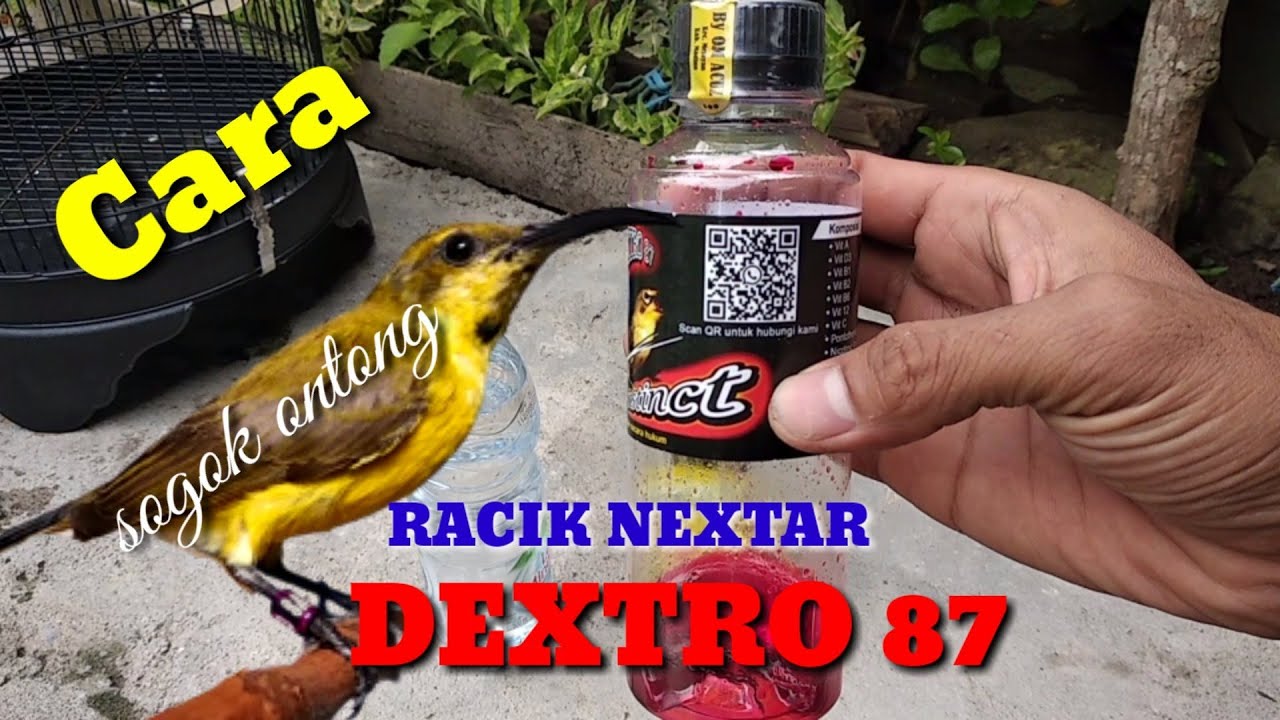 Manfaat dan Cara peracikan pakan sogok ontong dengan dextro 87