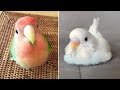 Smart and funny parrots parrot talkings compilation 2024  cute birds 1