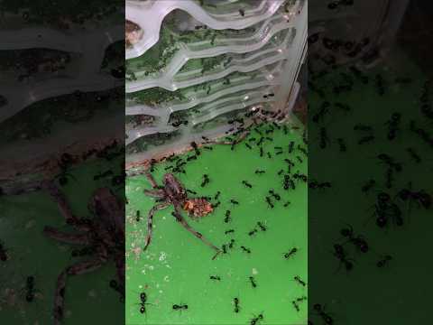 J'offre ma plus grande araignée aux messor barbarus [Partie 3]