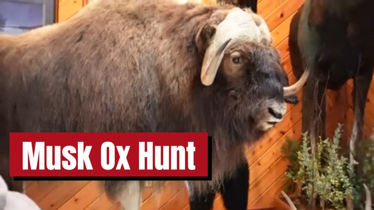 Glenn Smith Hunts the Massive Musk Ox in Frozen Artic
