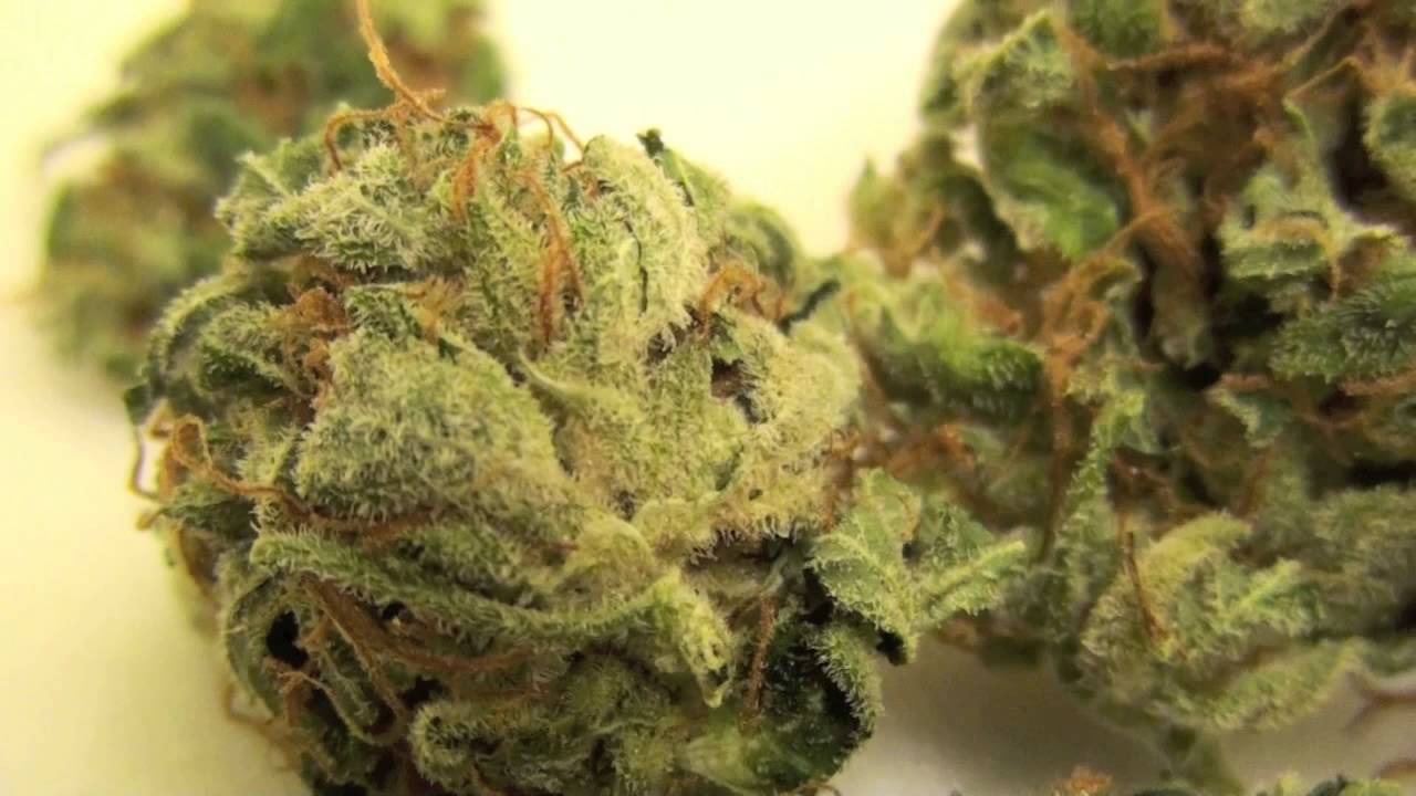 STRAIN FROM PURE KUSH - OG & G -13 GENETICS