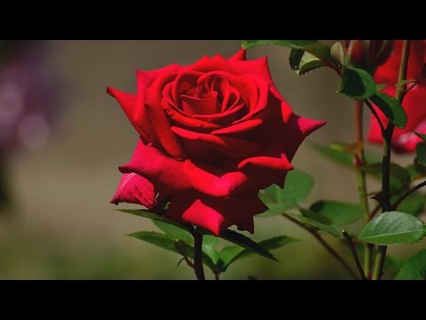 Вопрос: Как подкормить розы дрожжами Как сделать жидкую дрожжевую подкормку?