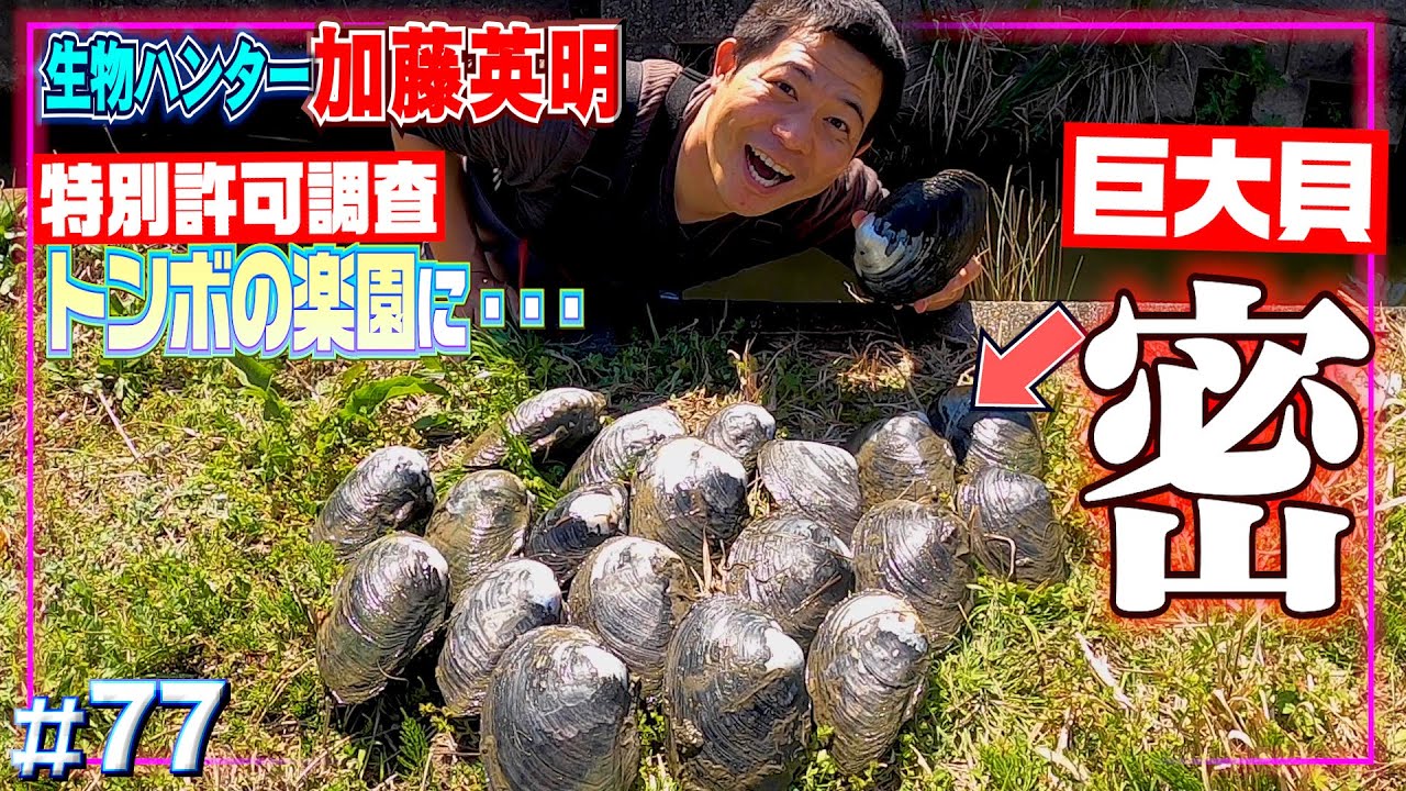 【特別許可】日本一貴重種が生き残る保護地で春のガサガサ！前編≫日本のトンボの３分の１絶滅危惧種ベッコウトンボ【生物ハンター加藤英明】