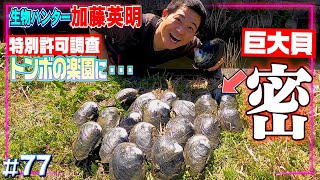 【特別許可】日本一貴重種が生き残る保護地で春のガサガサ！前編≫日本のトンボの３分の１絶滅危惧種ベッコウトンボ【生物ハンター加藤英明】