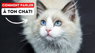 Comment Communiquer avec Votre Chat pour Être Compris by Boss Life France 2,254 views 4 months ago 5 minutes, 4 seconds