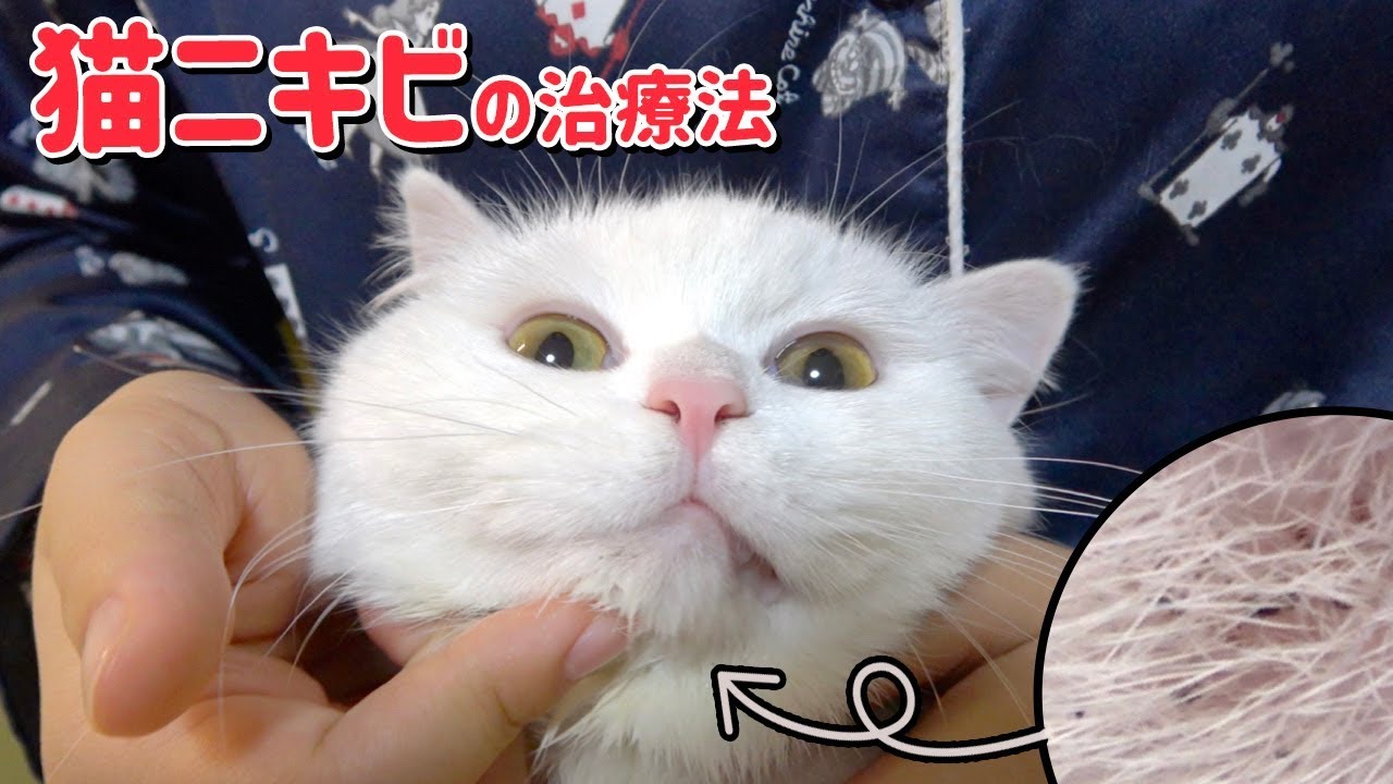 猫にきび再発 うちでやってる治療法を紹介します Youtube