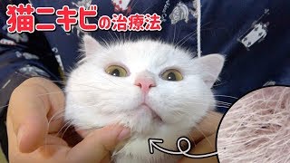 猫にきび再発!? うちでやってる治療法を紹介します！