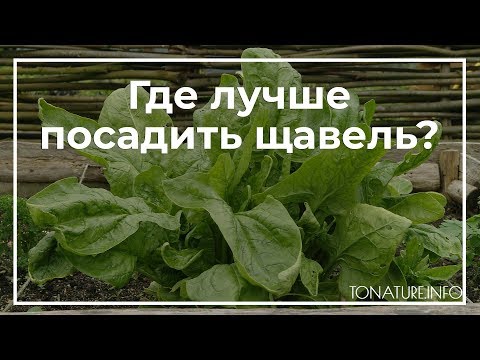 Где лучше посадить щавель? | toNature.Info