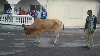 Anda Iconi Comores Djabal