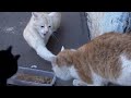 The cat fighting for tasty food