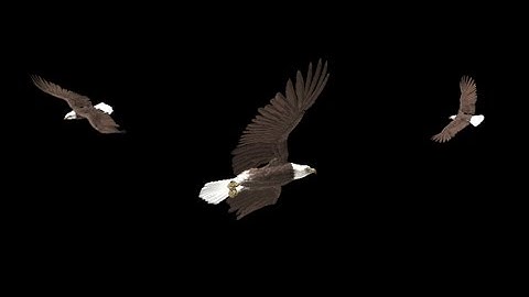 Bald Eagle Flying Round Animation With Alpha Channel