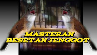 masteran jenggot serem