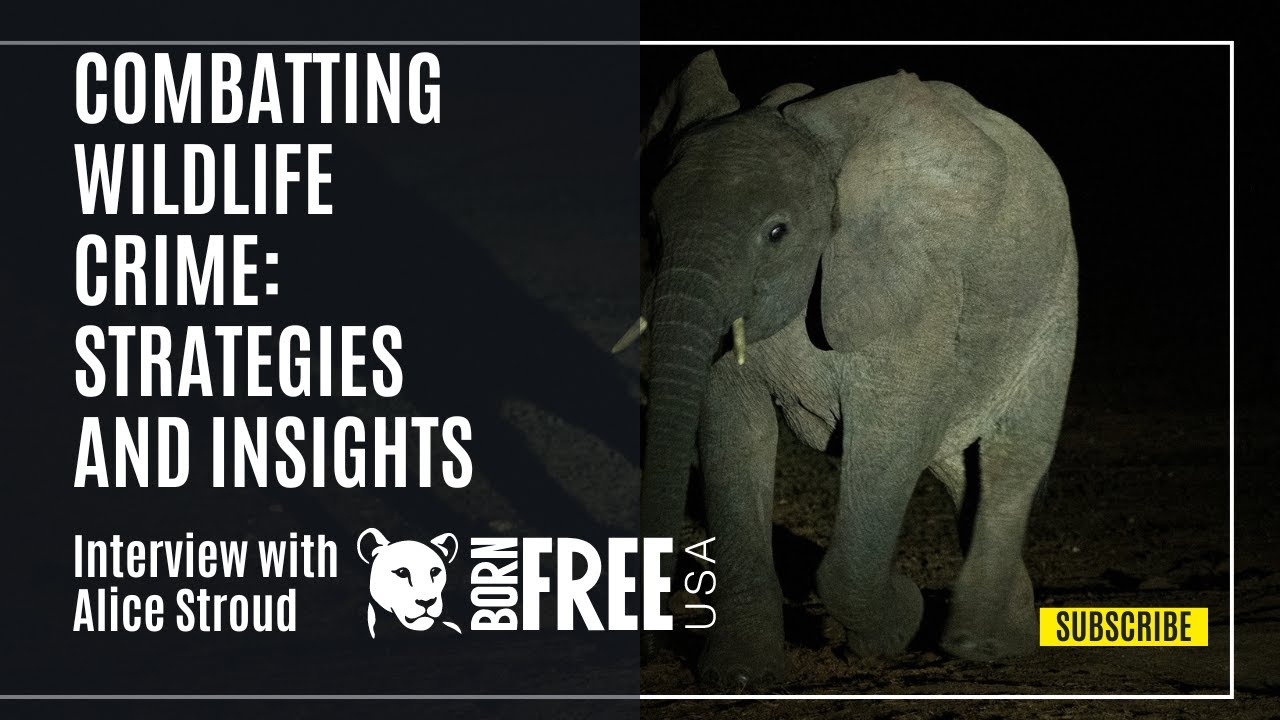Combatting Wildlife Crime Strategies And Insights From Born Free USA Combatting wildlife crime strategies and insights from born free usa