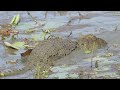 Crocodiles - Yala national park