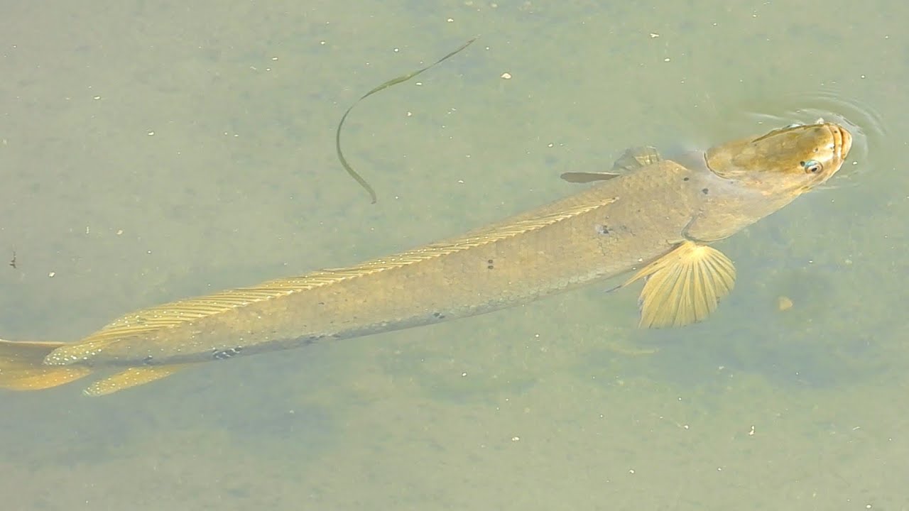 sauri fish snake headed | chitwan national park 