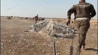 صيد الحمام البري بالشبك باعداد هائلة مقطع جديد اكثر من رائع