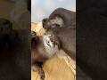 お母さんに振られちゃうふうくん🌪️ #カワウソ #otter #癒し