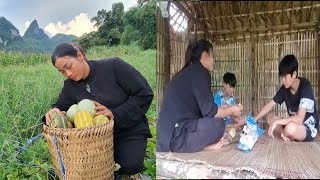 Duong went to harvest melons that had been growing for about 4 months and were now out of season