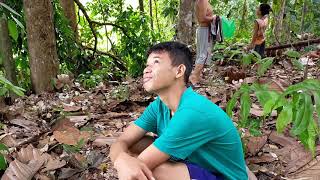 Panen Buah Sotar