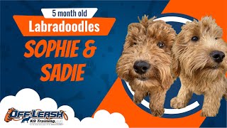 Best Labradoodle Dog Training | Marina, Ca | Sadie and Sophie
