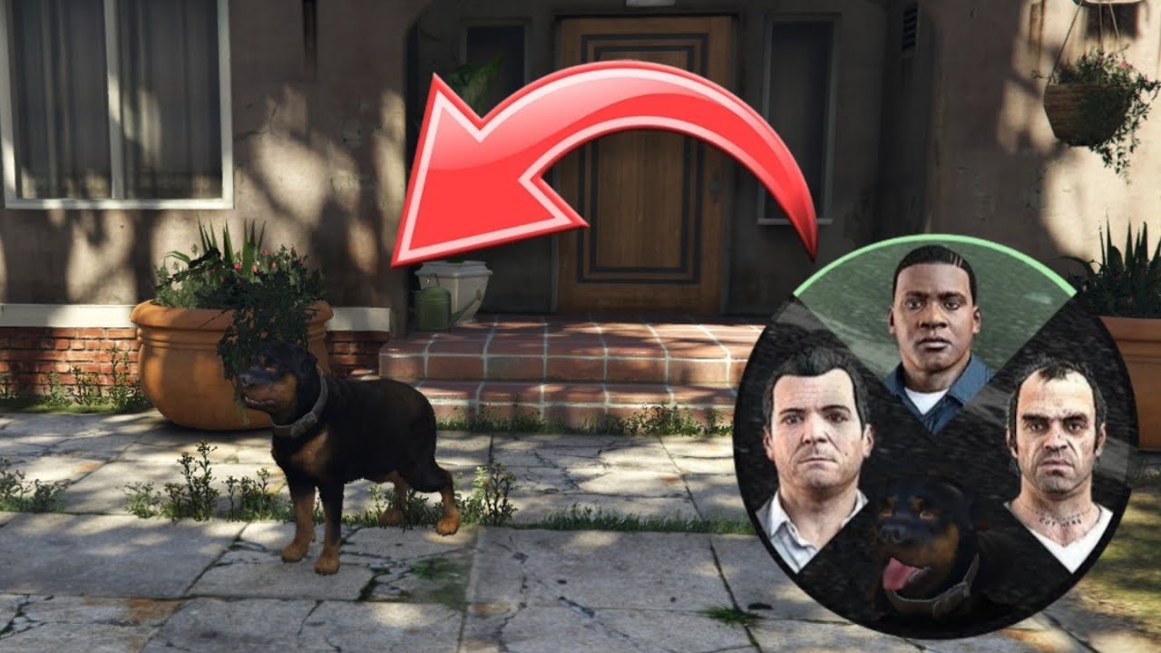 How To Unlock Chop In GTA 5 STORY MODE (PS4,PS5,XBOX) - YouTube