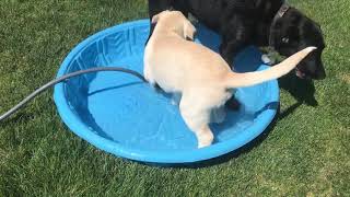 Great Pyrenees Labrador puppy mix playing in pool with lab friend