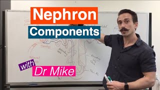 Nephron Components | Renal System