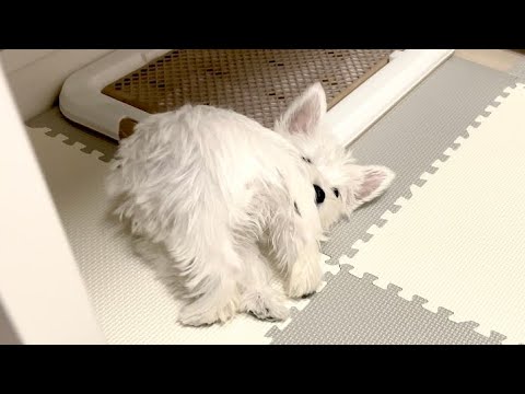 おしりかじり虫