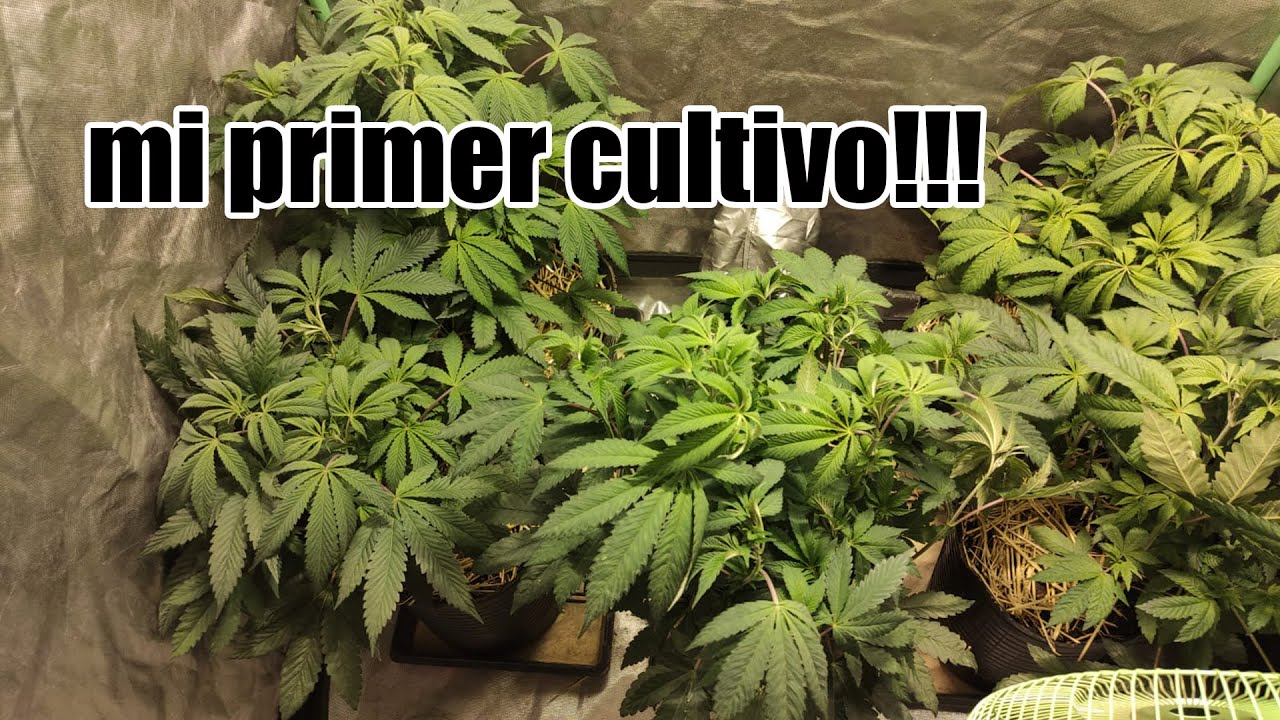 PRIMER CULTIVO DEL CANAL | OG KUSH DE HUMBOLDT SEEDS