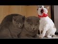 Cute cats friendly fighting and playing video