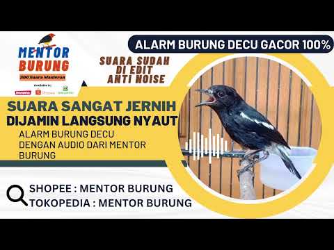BURUNG DECU GACOR