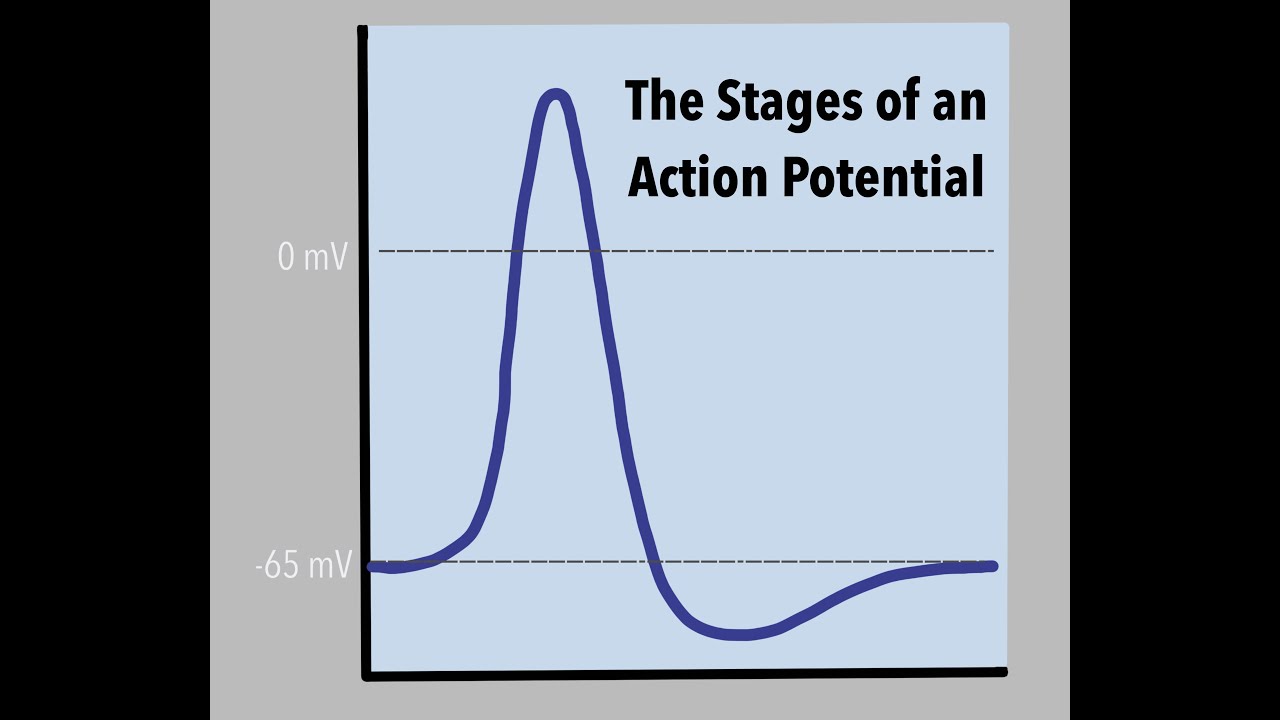 Action Potential - YouTube