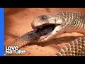 A Mulga Snake Is A Snake’s Worst Nightmare