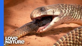 A Mulga Snake Is A Snake’s Worst Nightmare