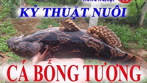 Kỷ thuật nuôi cá Bống Tượng