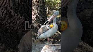 Funny birds 😆😊 #animal #travel #birds #vienna #funny #europe #zoo #lonely #happy #clarinet #hair