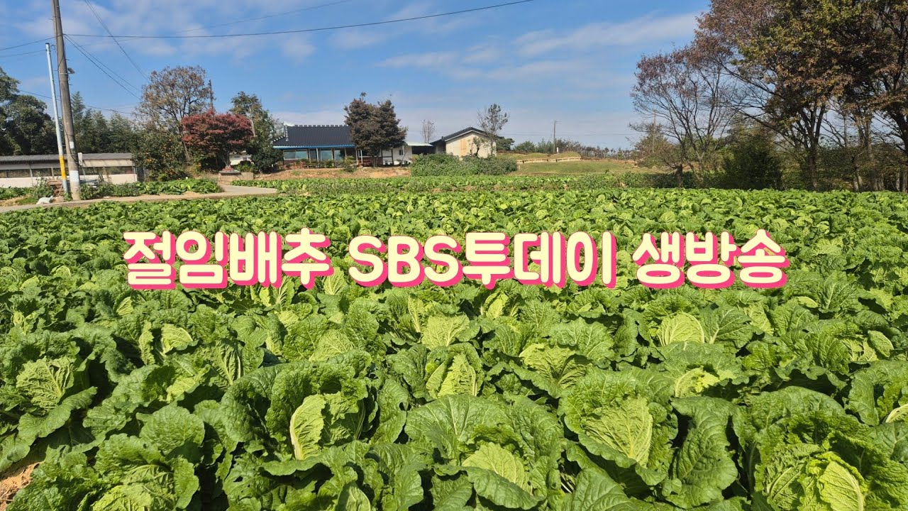 고창김치 절임배추 SBS생방송 투데이 촬영 방송 나옵니다