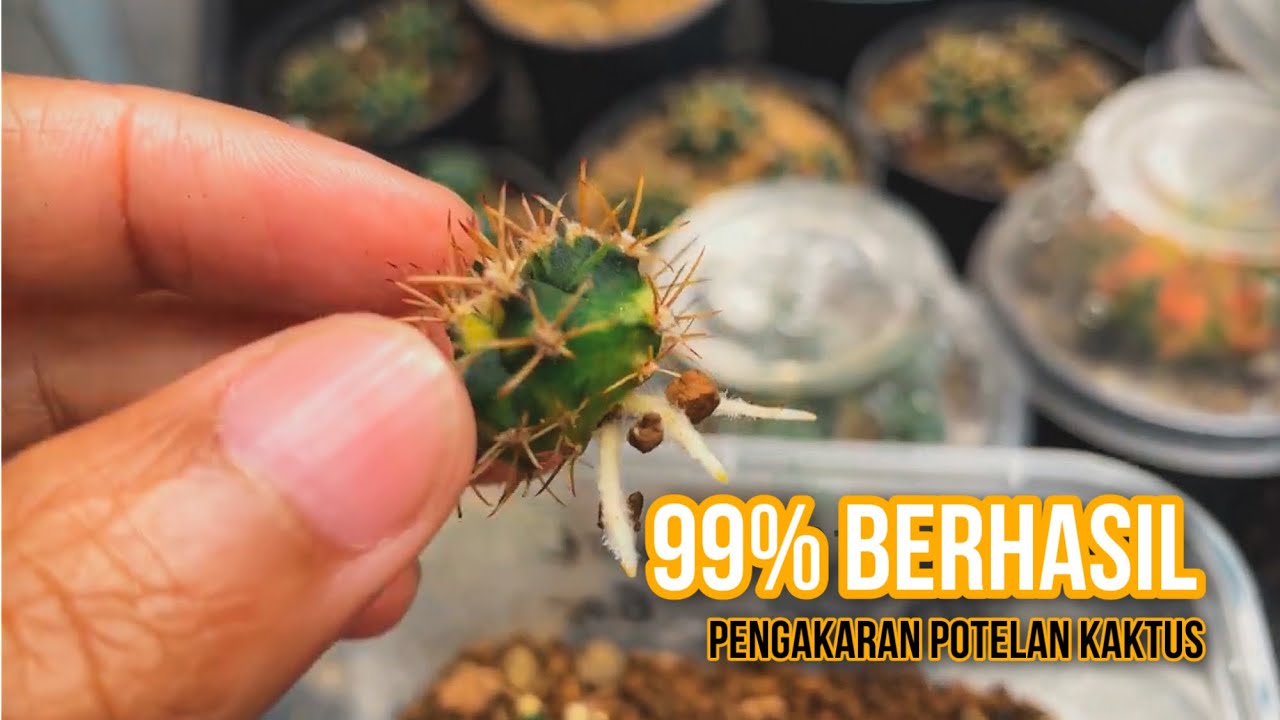 Mengakarkan Potelan Kaktus Gymno 99% BERHASIL  | 4 Bulan Progres