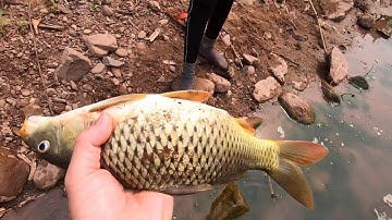 Thả Lưới Bắt Cá Chép Suối Tập 2 ✓ Poòng Văn Quỳnh