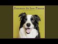 Msica instrumental para perros