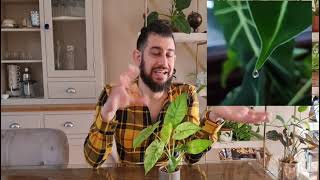 Why is my Alocasia dripping?