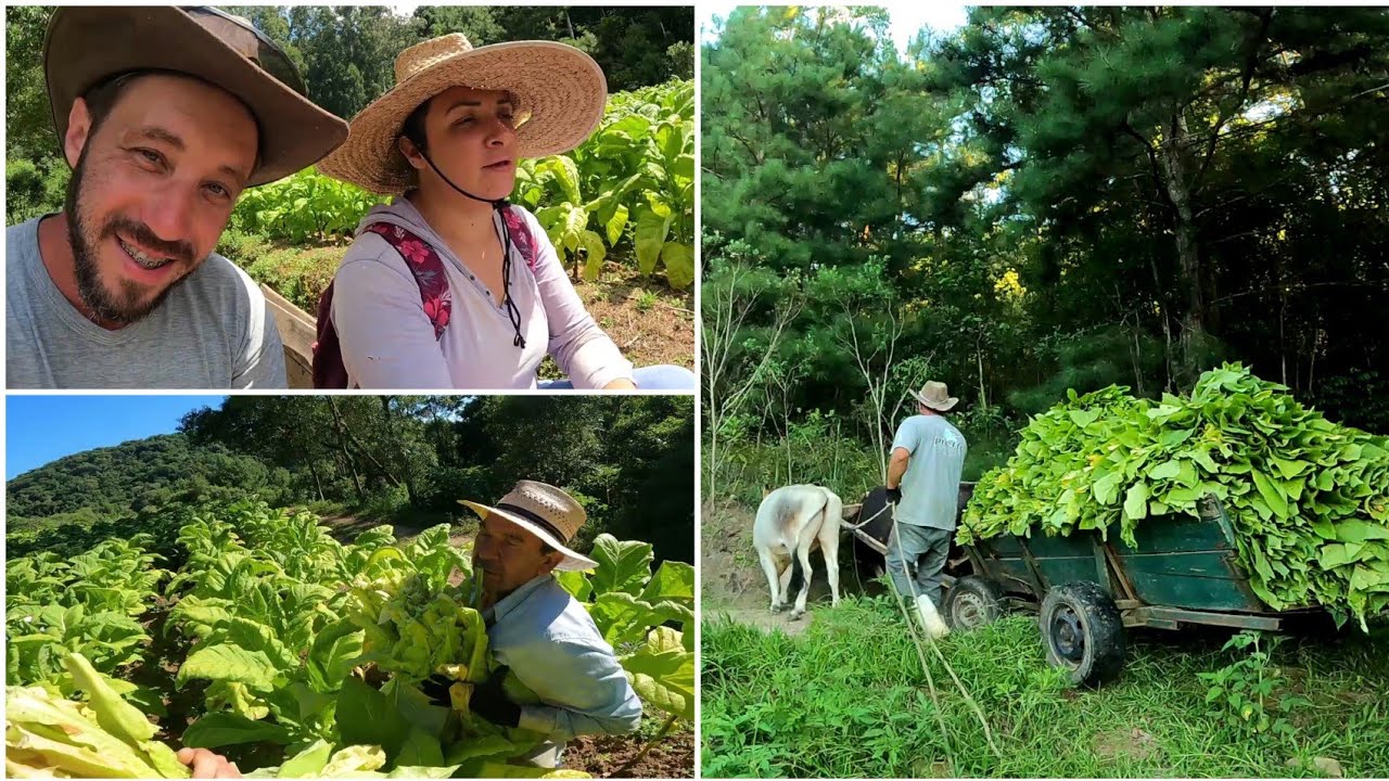 DIA DE COLHEITA/COLHENDO FUMO