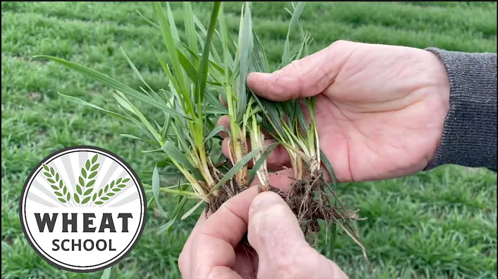 Wheat School: Strategies for record-setting winter...